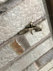 Adhemarius eurysthenes