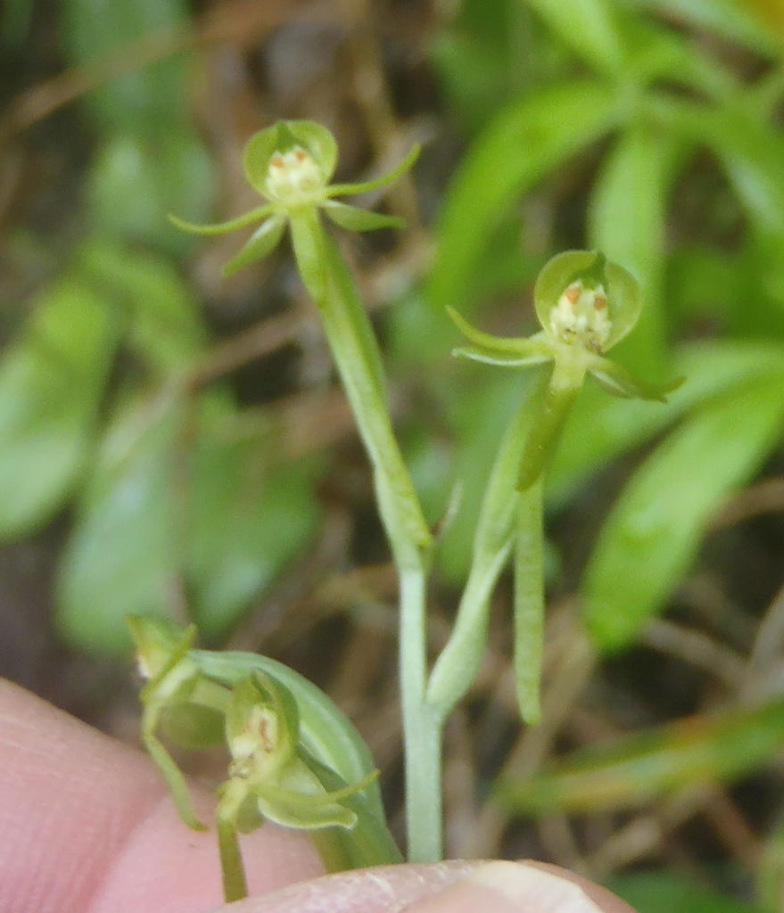 Sand Ghost Orchid
