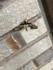 Adhemarius eurysthenes