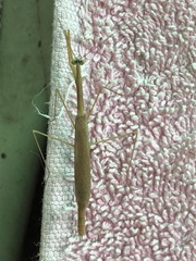 Bistanta mexicana