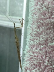 Bistanta mexicana