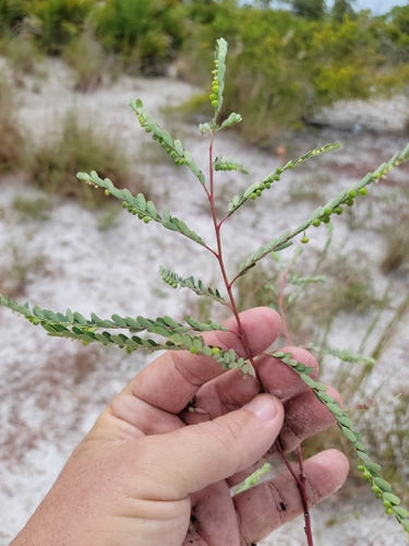 Image of Phyllanthus abnormis by (c) Jay Horn, some rights reserved (CC BY)