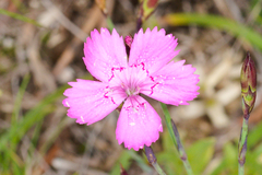Dianthus deltoides deltoides