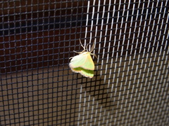 Eucrostes indigenata