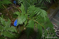 Sphaeropteris excelsa