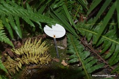 Blechnum brasiliense
