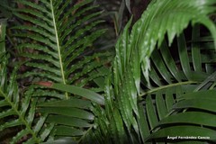Blechnum brasiliense
