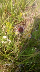 Erigeron borealis