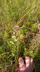 Erigeron borealis