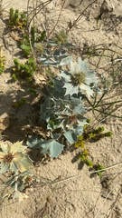 Eryngium maritimum