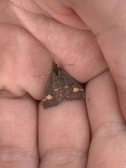 Pyrausta aurata