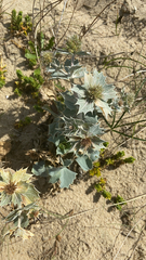 Eryngium maritimum