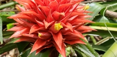 Aechmea magdalenae