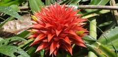 Aechmea magdalenae