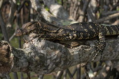 Varanus salvator salvator