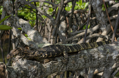 Varanus salvator salvator