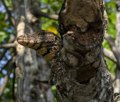 Varanus salvator salvator