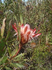 Protea susannae