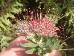 Leucospermum wittebergense