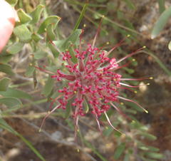 Leucospermum wittebergense