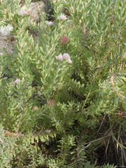 Leucospermum wittebergense