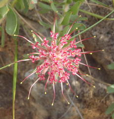 Leucospermum wittebergense