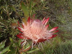 Protea susannae