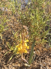 Bulbine praemorsa