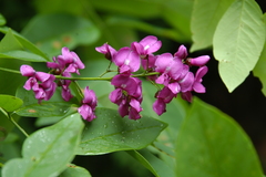 Lonchocarpus cochleatus