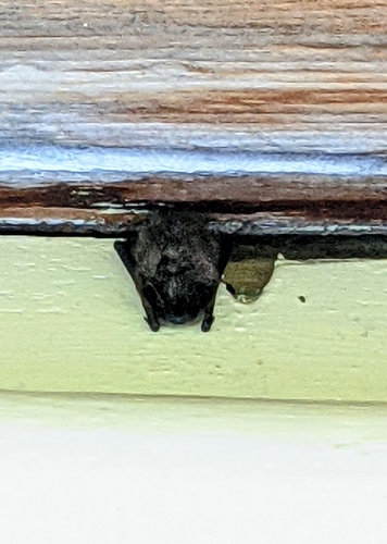 Silver-haired Bat photographed in Maine