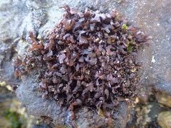 Chondrus