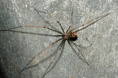 Hoplopholcus forskali