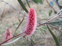 Hakea francisiana