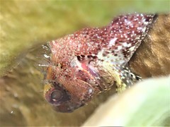 Reef Scorpionfish photo 4
