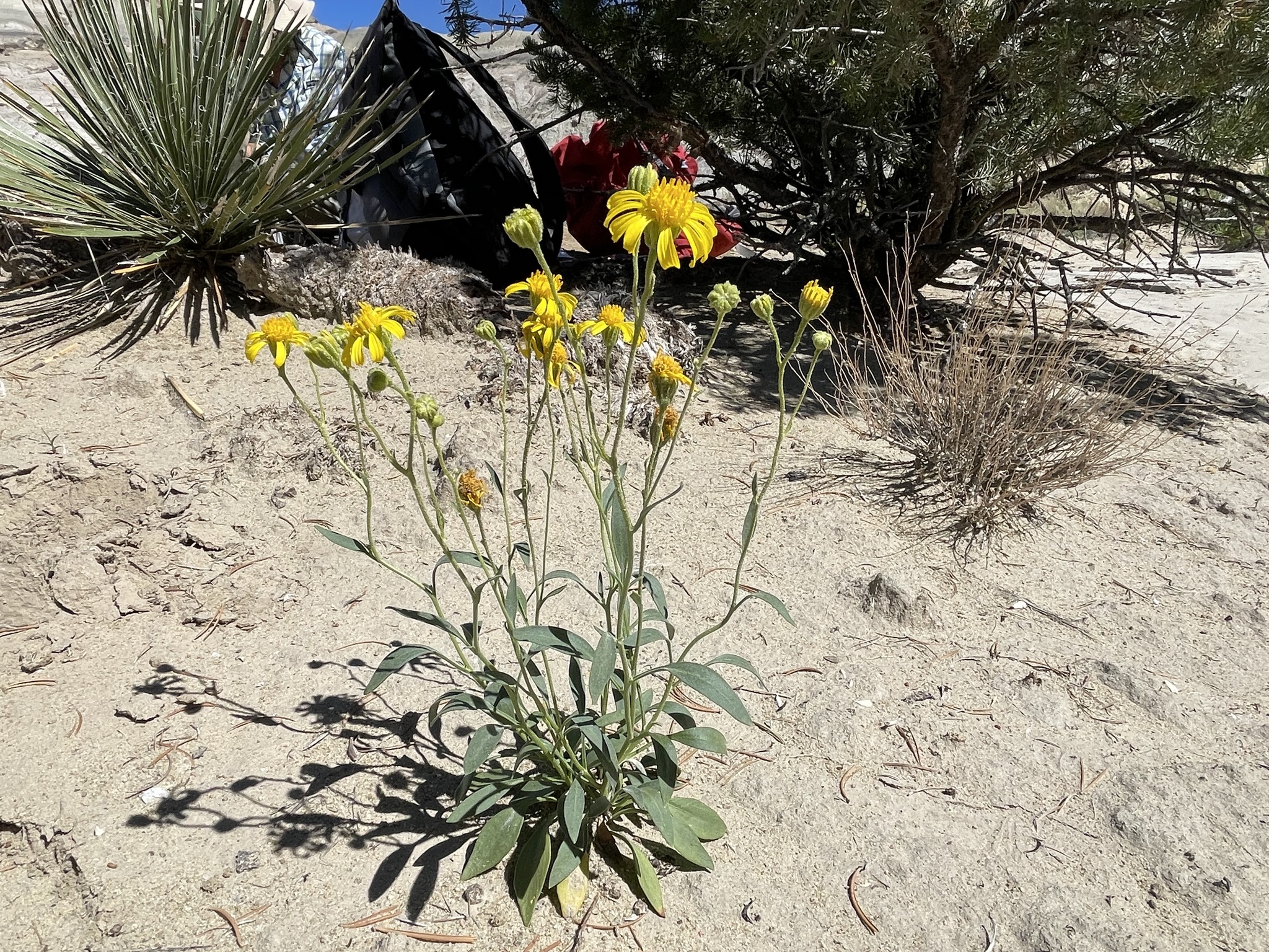 Platyschkuhria integrifolia