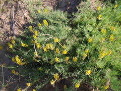 Lebeckia gracilis