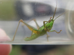 Euthystira brachyptera brachyptera