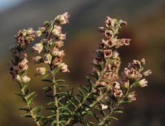Erica strigosa