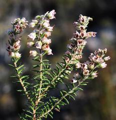 Erica strigosa