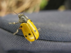 Lachnaia sexpunctata