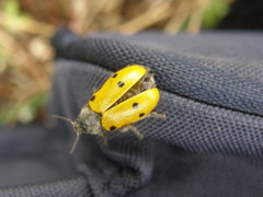 Lachnaia sexpunctata