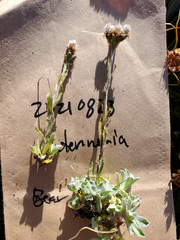 Antennaria alpina