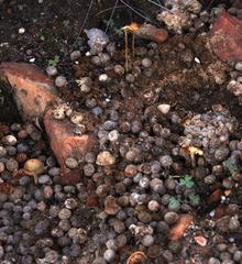 Pronolagus saundersiae