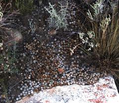 Pronolagus saundersiae