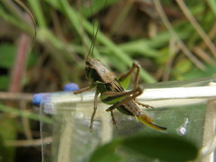 Platycleis albopunctata