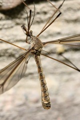 Tipula lateralis