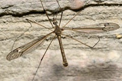 Tipula lateralis