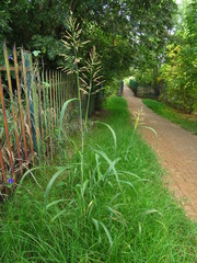 Sorghum halepense