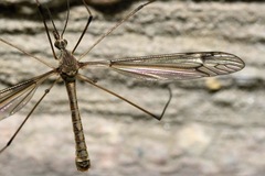 Tipula lateralis