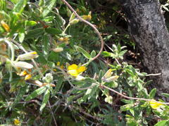 Rhynchosia chrysoscias